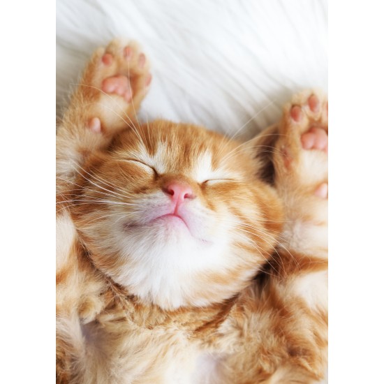 ENKLA KORT FOTOGRAFISKA KATT ENKLA KORT FOTOGRAFISKA KATT