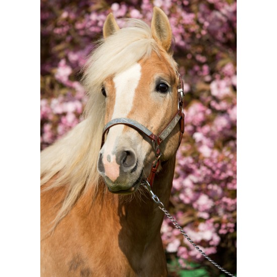 ENKLA KORT FOTOGRAFISKA HÄST