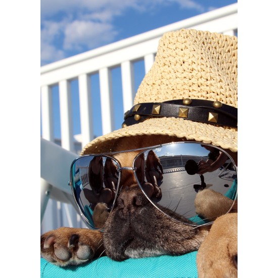 ENKLA KORT FOTOGRAFISKA HUND M SOLGLAS