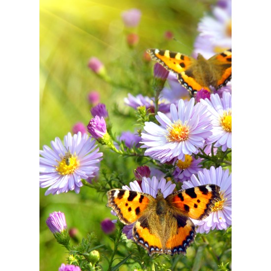 ENKLA KORT FOTOGRAFISKA FJÄRIL ENKLA KORT FOTOGRAFISKA FJÄRIL