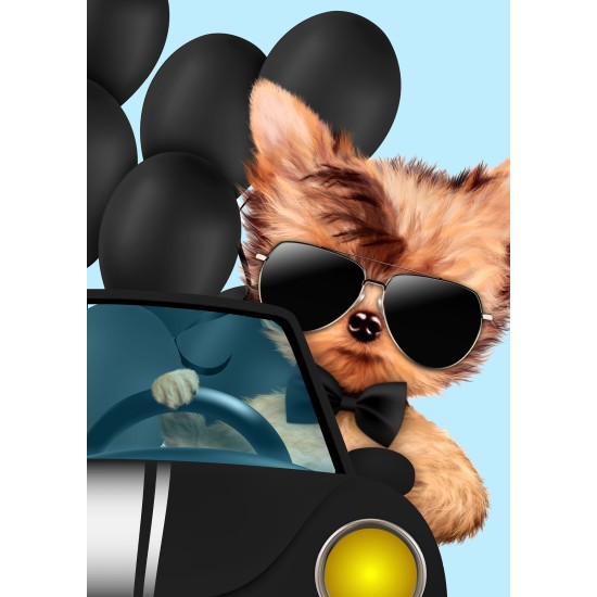 ENKLA KORT FOTOGRAFISKA KATT I BIL ENKLA KORT FOTOGRAFISKA KATT I BIL