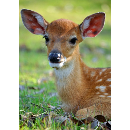 ENKLA KORT FOTOGRAFISKA BAMBI