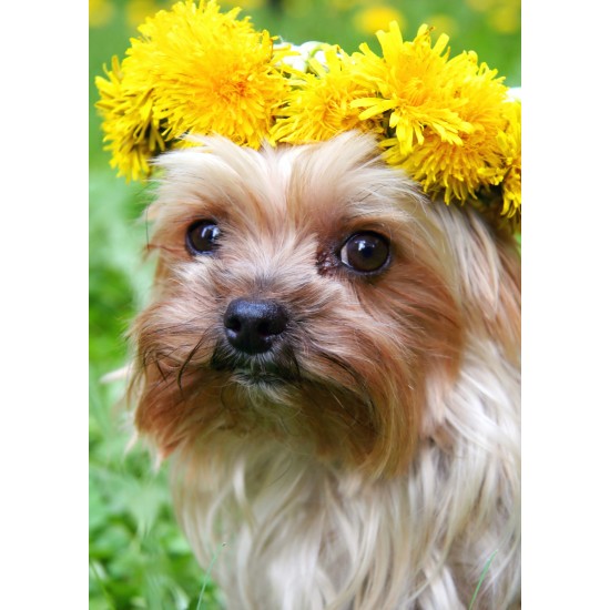 ENKLA KORT FOTOGRAFISKA HUND M KRANS ENKLA KORT FOTOGRAFISKA HUND M KRANS
