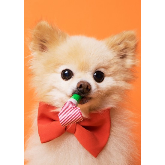 ENKLA KORT FOTOGRAFISKA PARTYHUND ENKLA KORT FOTOGRAFISKA PARTYHUND