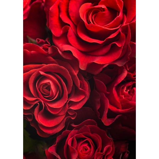 ENKLA KORT FOTOGRAFISKA RÖDA ROSER ENKLA KORT FOTOGRAFISKA RÖDA ROSER