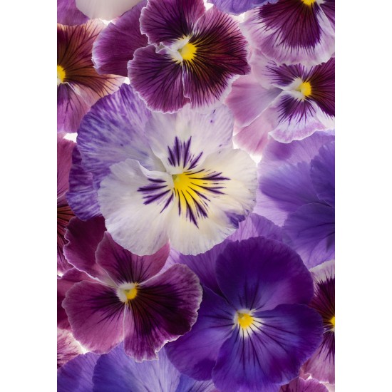 ENKLA KORT FOTOGRAFISKA STYVMORSVIOL