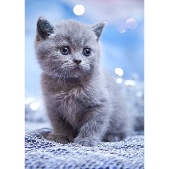 ENKLA KORT FOTOGRAFISKA GRÅ KATT