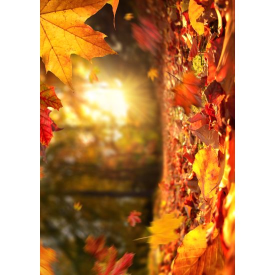 ENKLA KORT FOTOGRAFISKA