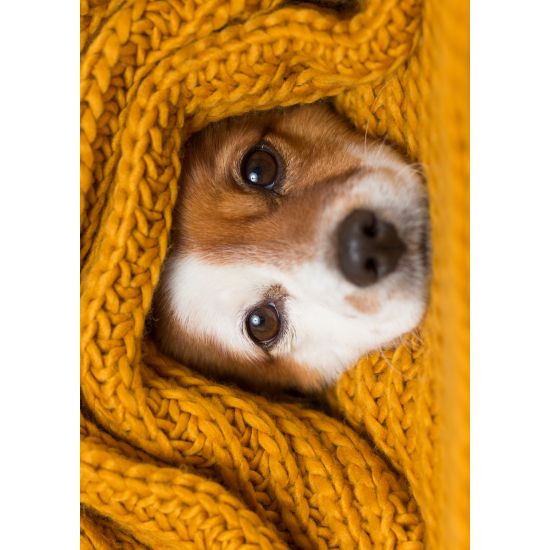 ENKLA KORT FOTOGRAFISKA ENKLA KORT FOTOGRAFISKA