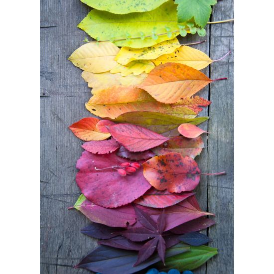 ENKLA KORT FOTOGRAFISKA